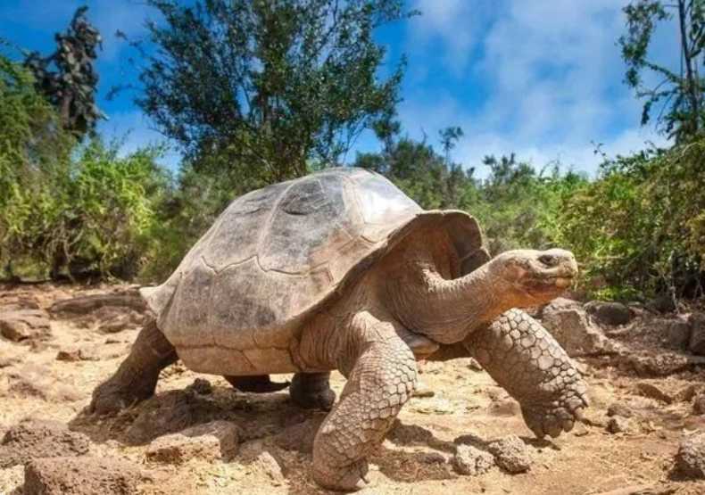 1世紀以上絶滅したと思われていたゾウガメがガラパゴス諸島で再発見される