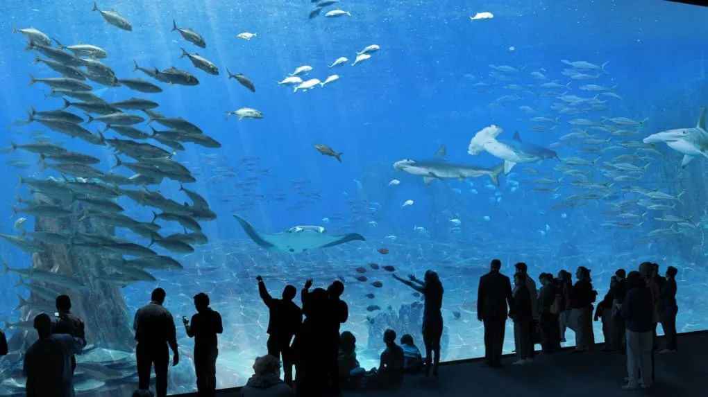 ナウシカ水族館:フランスにあるヨーロッパ最大の海洋ワンダーランド